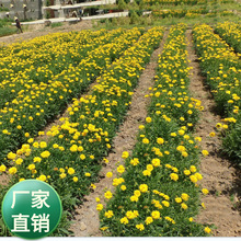 ˾l󻨽u   ذu  ޸UG