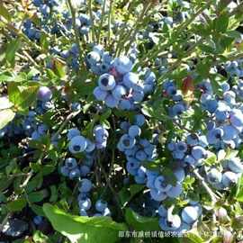 蓝莓种子蓝莓大果种子室内外阳台庭院盆栽地栽易活多品种四季种植