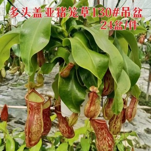 [Direct Supply from the Base] Wholesale Pig Cage Potted Plants, Fly Catching, Insect Eating, Indoor Florals and Green Plants