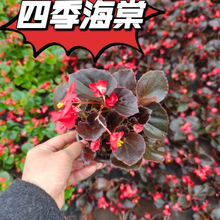 四季海棠花卉盆栽开花带花苞阳台室内庭院玻璃翠耐热耐寒清仓