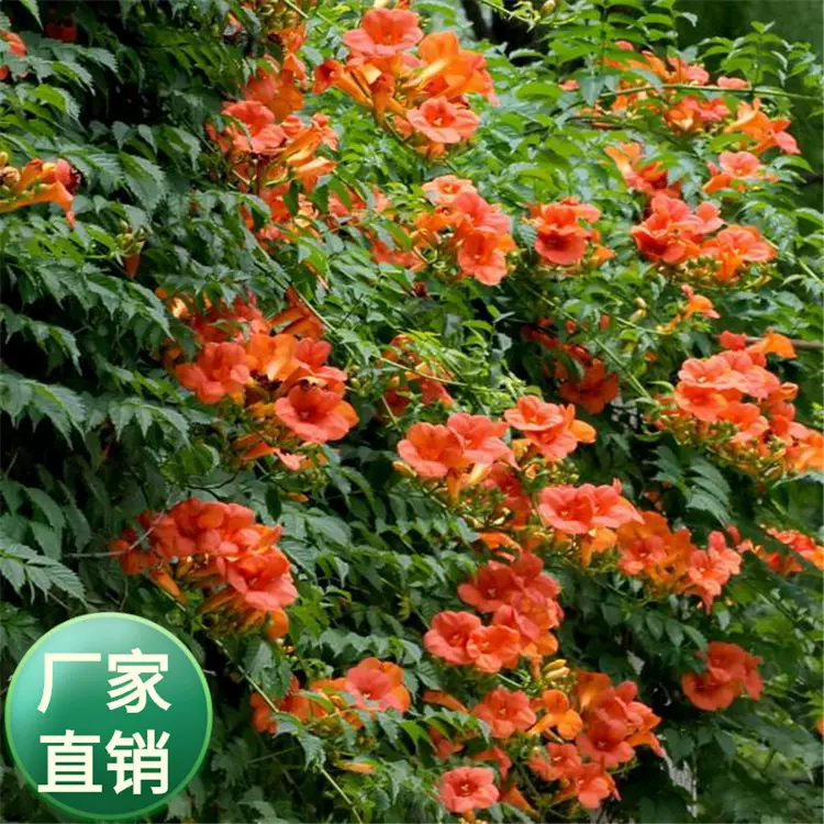批发凌霄花苗大花爬墙植 庭院绿化爬藤花卉 爬藤超快当年开花