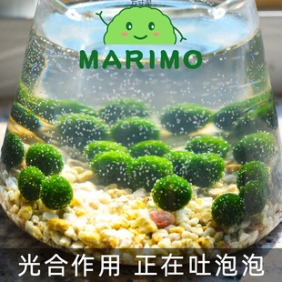 Happy Seaweed Ball Ecological Bottle Potted Desktop Hydroponic Plants Micro Landscape Cylinder Algae Ball Marimo Factory One Piece Wholesale