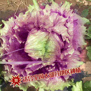 �����ϽY�����˷N�� �r��ˈ@�ļ����ɷNֲ�����L���������˷N��