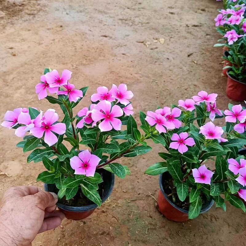 Potted Catharanthus Roseus (Five-Leaf Plum) Blooms All Year Round, with Flower Buds, Shipped in Original Soil, Easy to Grow on Balcony or in Garden Potted Catharanthus Roseus (Five-Leaf Plum) Blooms All Year Round, with Flower Buds, Shipped in Original Soil, Easy to Grow on Balcony or in Garden