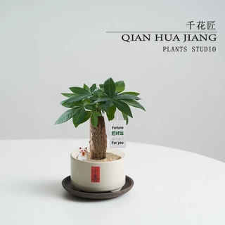招财发财树盆栽客厅绿植摆件好养净化室内空气桌面植物花卉办公室