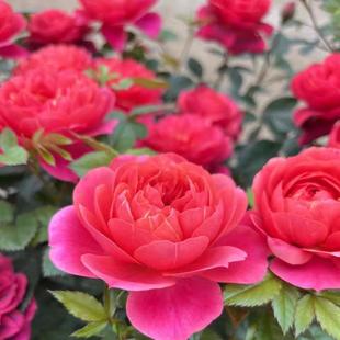 Dropshipping Red Juice Balcony Rose Seedlings Blooming Rose Potted Flowers Climbing Plants Saplings Green Plants