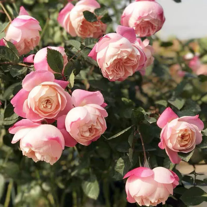 Новые обесцвеченные кустарники, срезанные цветы и комнатные розы, многосезонные частые Цветочные булочки, меняющие цвет психоделических горшечных растений