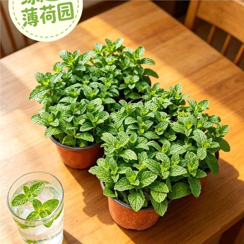 Edible fresh mint leaves, potted green plants, spearmint, all-season mosquito repellent, indoor and balcony fragrant plants Edible fresh mint leaves, potted green plants, spearmint, all-season mosquito repellent, indoor and balcony fragrant plants