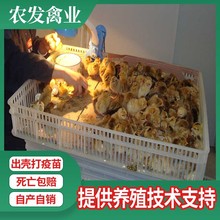 湖南生态青脚土鸡母苗批发黄麻羽青细脚土鸡苗散养固始土鸡苗养殖