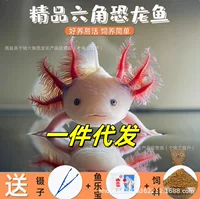 2026夏季易养耐活观赏鱼推荐|1688新手养鱼指南