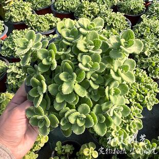 Bump Fragrant Potted Plants, Perfume Green Plants from France, Mosquito Repellent and Deodorant, One Touch of Fragrance, One Touch of Fragrance, Bump Fragrant Plants