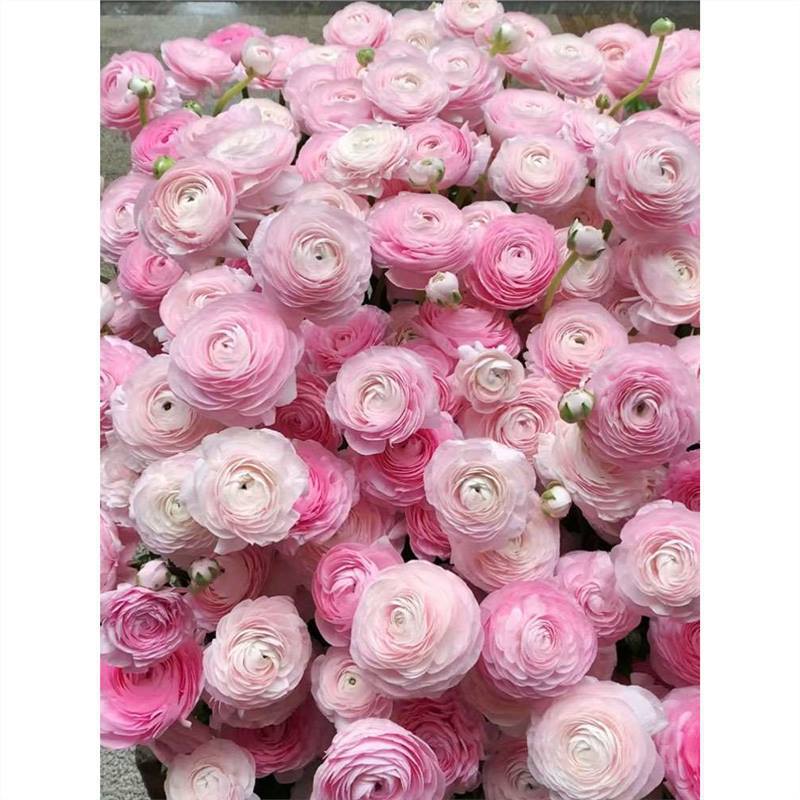 Peonies Bloom in All Seasons, Indoor and Outdoor Butterfly Flowers, Buttercup Bulbs, Potted Root Flowers