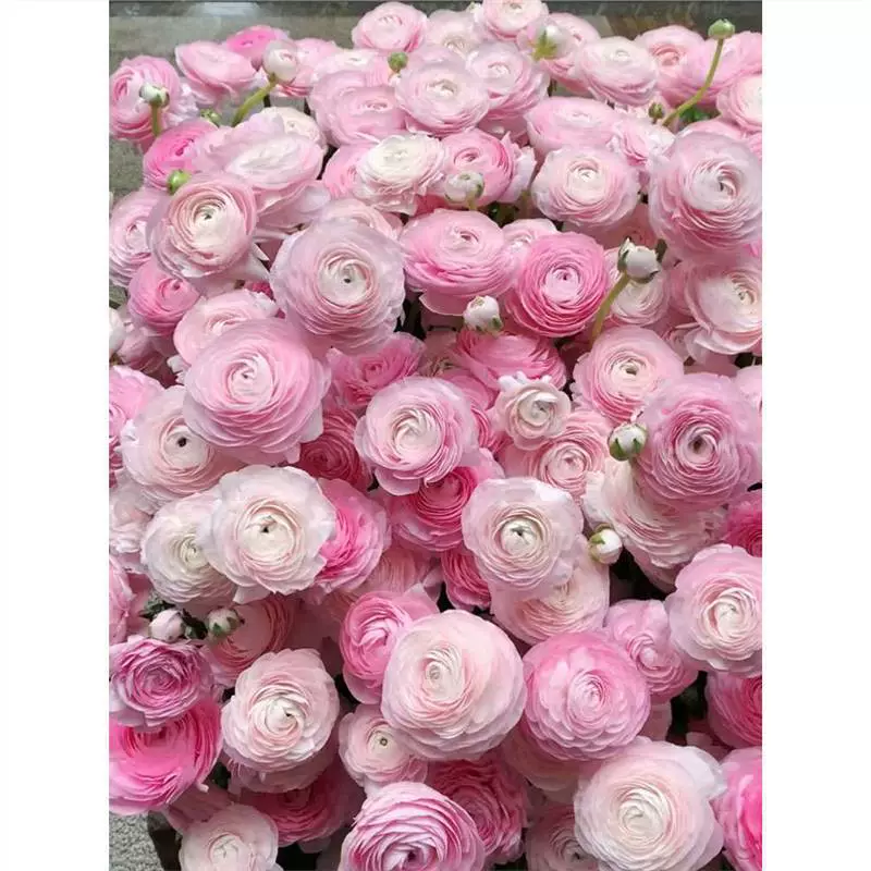 Пион Цветок Цветение в четыре сезона крытый и открытый Бабочка Лютик мяч цветок горшок корень цветок