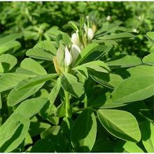 ²㶹NݷNӺJѿ߲˷NJ㶹ӷN