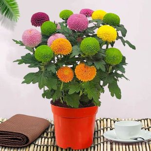 �߲�ƹ������ļ��_���ջ��������Ի���ͥԺ�̨���B�҃����uͨ