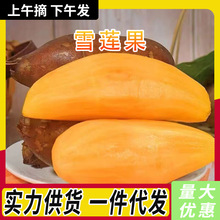 云南天山雪莲果新鲜水果黄心脆甜雪连果当季现挖整箱批发3/5/9斤