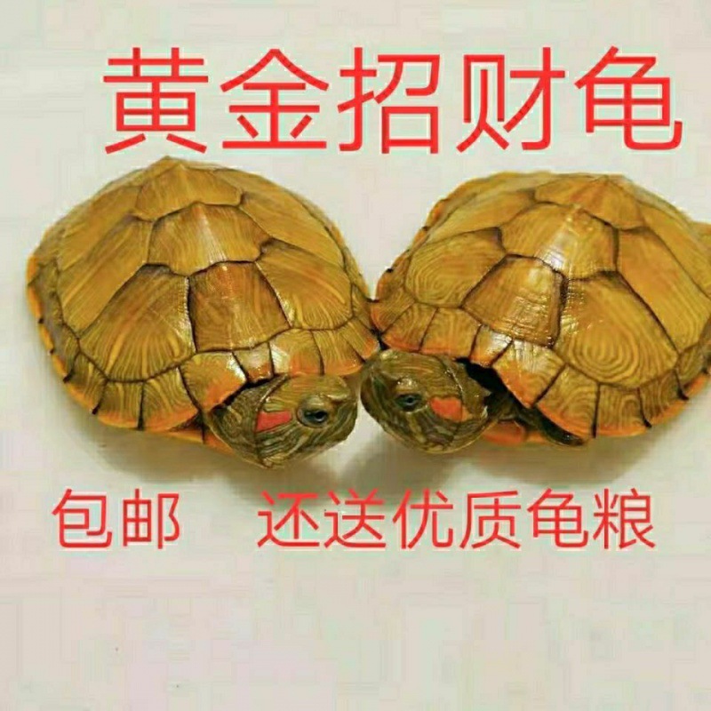 Little Turtle lovers living thing Brazil Hatchlings Living creatures green Color turtle a pair Pets Turtle Watch Independent