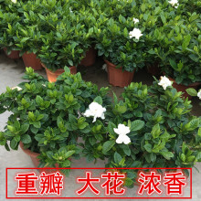 dӻֲͺС~ͥԺļGֲܝdӻĵ