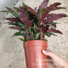 ���W�L�ϱ��������� �w������ϲ����ԾGֲ���܃����՚��k����