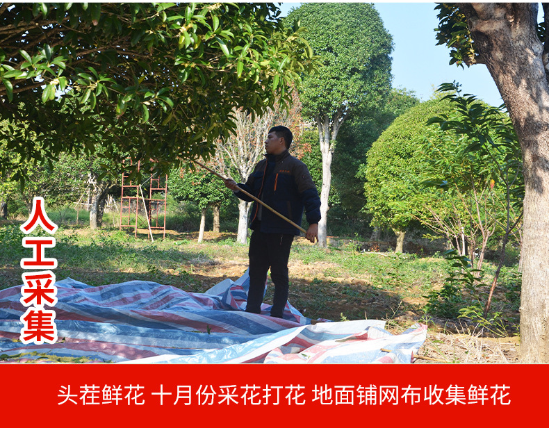 金粟桂花详情_12