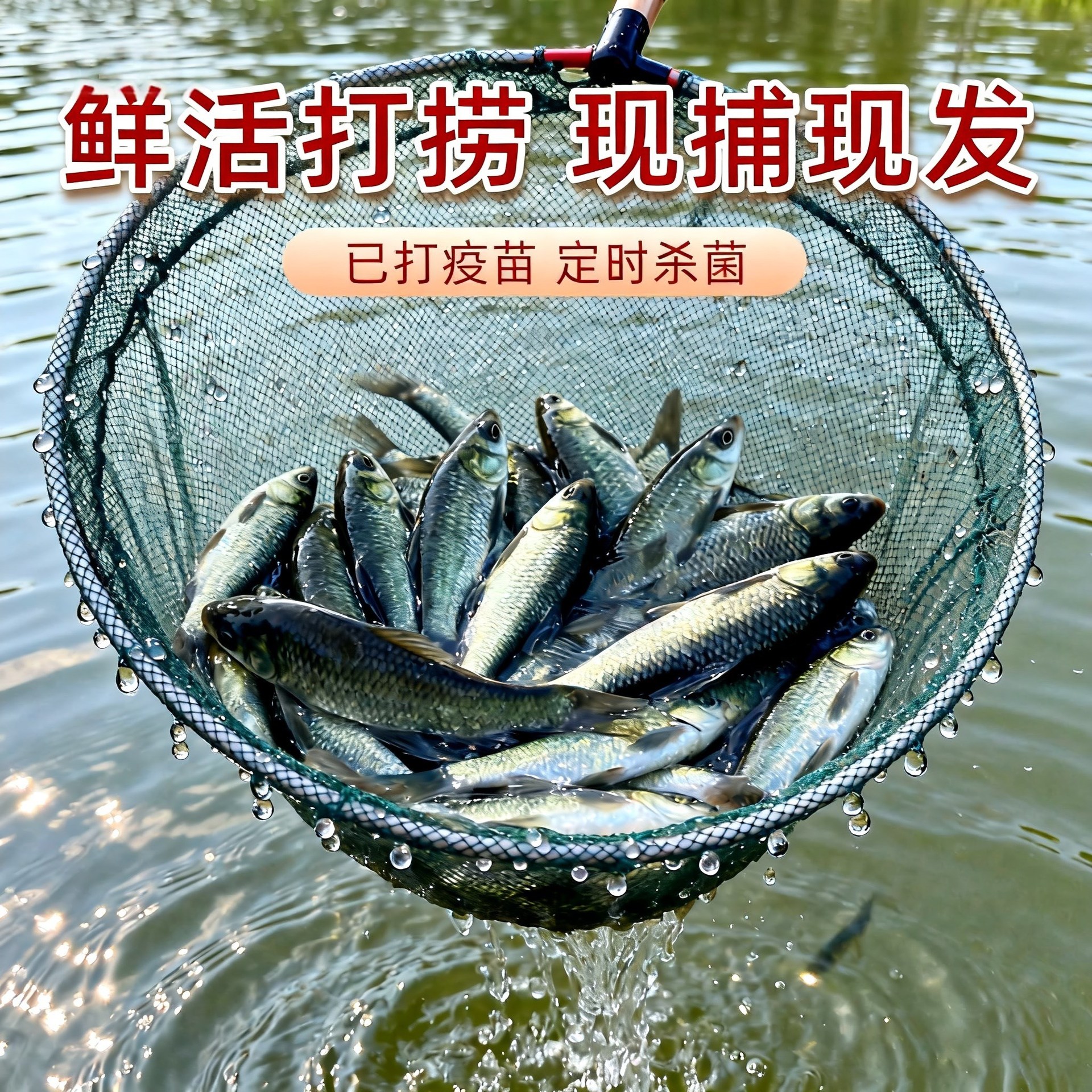 Screw herring fry, freshwater snail herring fry, high-quality black carp, cultured gray grass carp, black carp, black and green fish