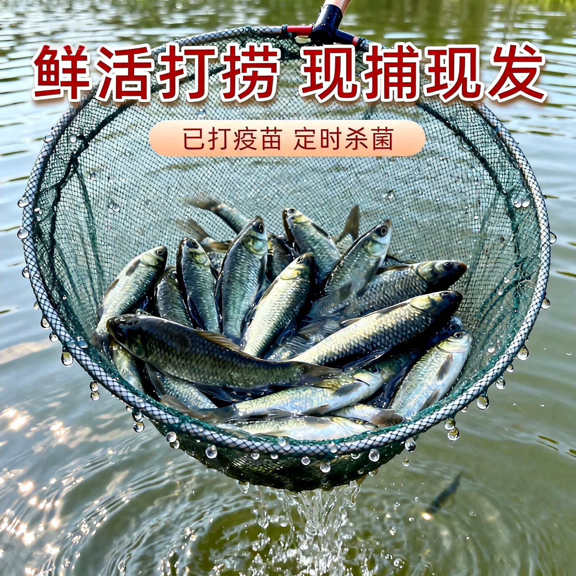 Screw herring fry, freshwater snail herring fry, high-quality black carp, cultured gray grass carp, black carp, black and green fish