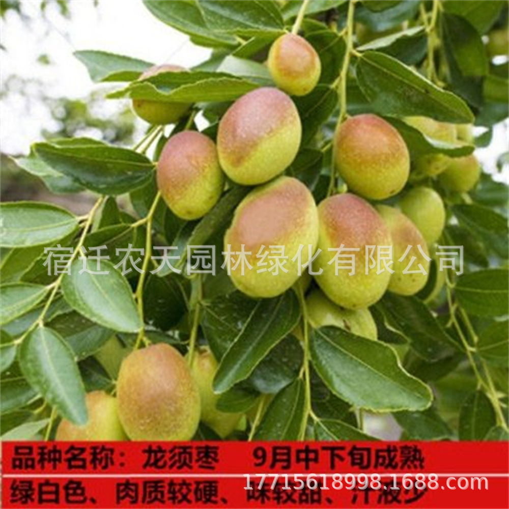 龙须牛奶枣蟠梨枣大白玲冬枣苗果树南北方种植枣树当年结果超甜枣