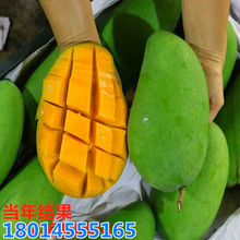 ���lâ������ С�� �ϱ����Nֲ�P���ļ��t�������â����Y������