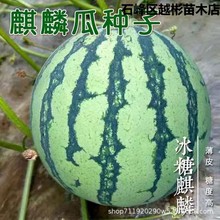 8424麒麟少籽西瓜种子无籽特大高产巨型甜王南方四季蔬菜水果种孑