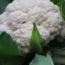 白菜花 白菜花品牌 图片 价格 白菜花批发 阿里巴巴