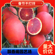 һlӘ޽ӹָ̻ʵ۸̘t˗ո̘N