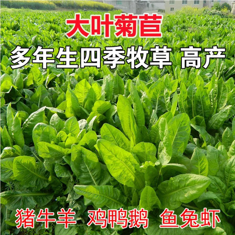 Four Seasons виды трав крупнолистовые семена цикория многолетние кролик виды трав свинья Крупный рогатый скот курица утка разведение трава выносливые многолетние