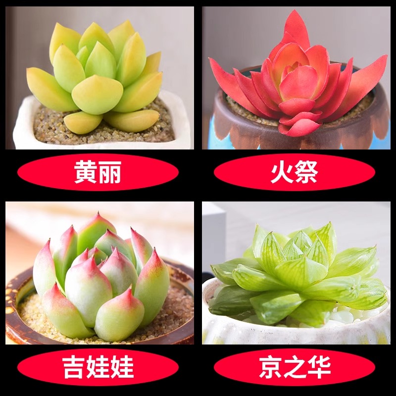 황리 + 불제 + 치와와 + 징지화