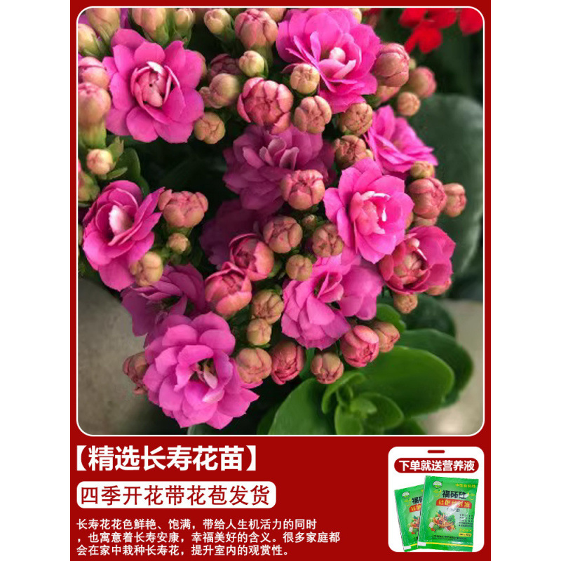 Flores de larga vida en maceta de doble pétalo, zorro dorado, gran flor con brotes de flores y plántulas, flores de interior en todas las estaciones, fáciles de cultivar.