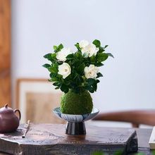 栀子花盆栽水培植物苔藓球微景观室内客厅办公室桌面绿植开花植物