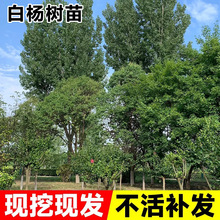 �����ח����ח�С��o����Ǥ������l3804�����G��ֲ������