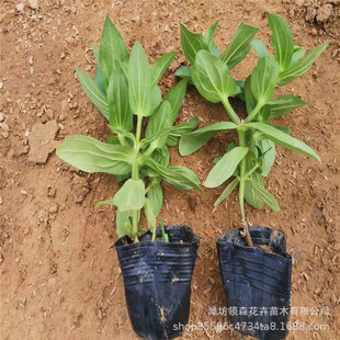 Easy to Grow Zinnia Flower Seeds in All Seasons, Zinnia Flower Seeds in the Road Courtyard and Outdoor Balcony, the Flower Seeds Bloom Continuously