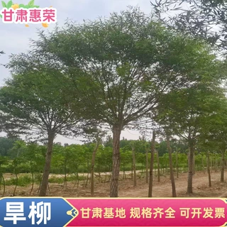 【基地批发】旱柳树苗 园林绿化柳树 景区造景苗木