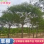 景区绿化基地园林树苗