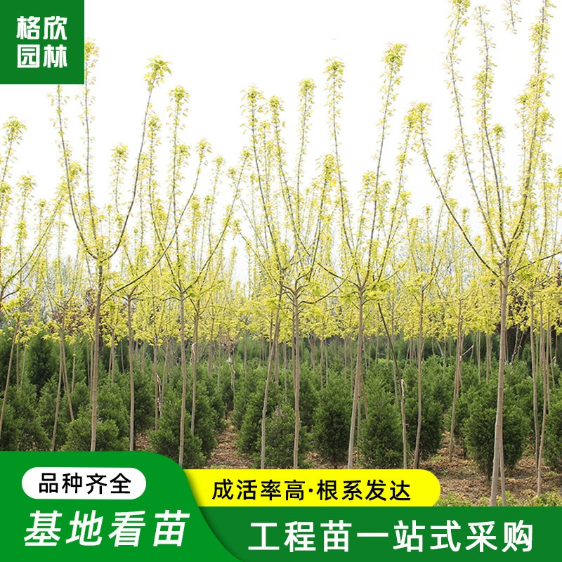 Зеленый клен посадка базы оптом Крытый и открытый сад Ландшафтные растения Лиственные дорога декоративные деревья привитые зеленые клена
