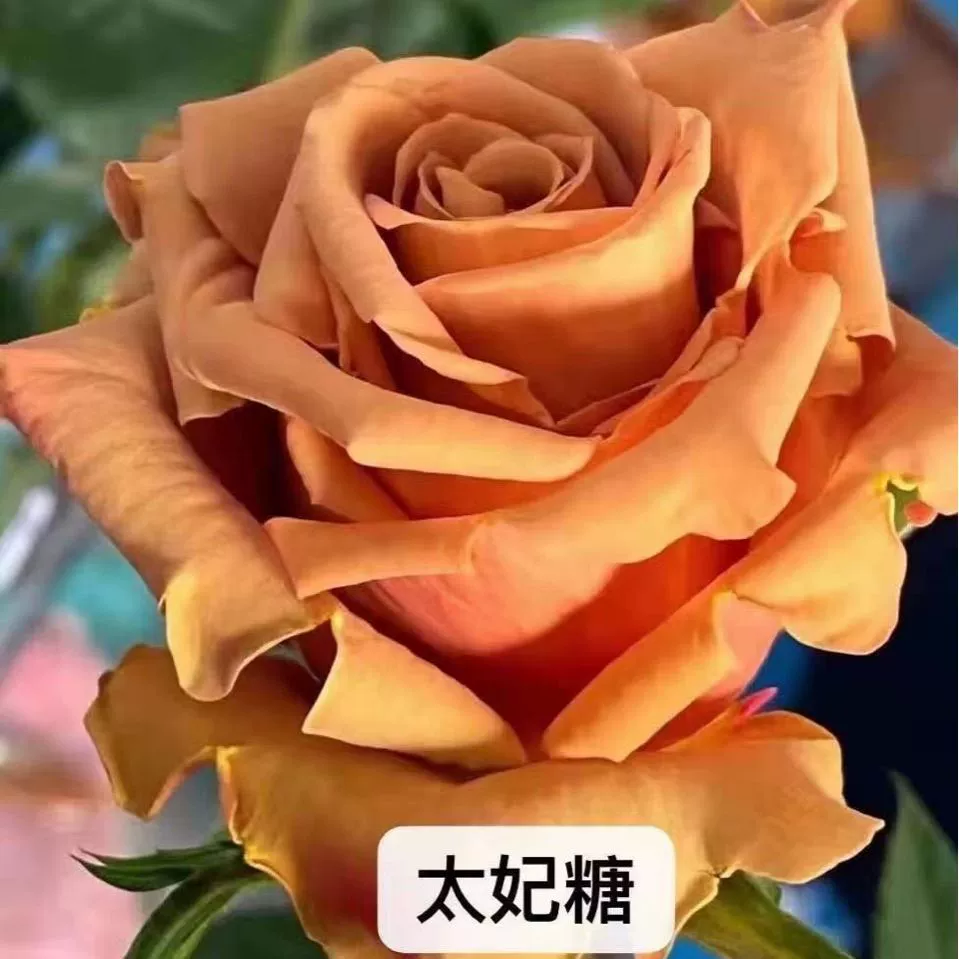 Куньмин хит продаж, свежесрезанные Цветочные саженцы, ириски, авокадо, кремовая чашка Shangguan Waner, новые саженцы в горшках