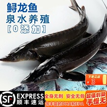 厂家直销顺丰食用鲟鱼鳇鱼不腥新鲜鲟龙鱼生鲜软骨无刺鲜现杀