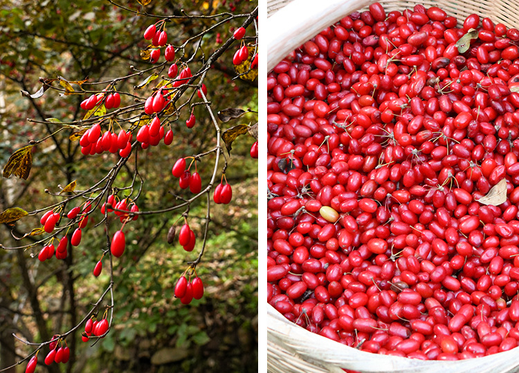 Shan Zhu Yu (Cornus officinalis) — Wild-Grown Pitted Dogwood Fruit, Sulfur-Free Dried Herb key features