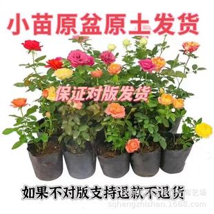 Four-Season Potted Florals in the Courtyard, Rose Seedlings, Vine Rose Seedlings, European Climbing Vines, Large-Flowered Roses with Buds