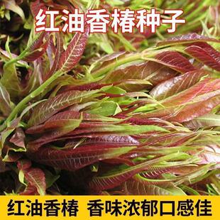 �㴻�N�Ӽt���㴻�N�Ӹ߮a�ļ�ʳ���㴻��N��ͥԺ�̨�t�㴻�N��