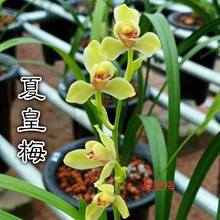 名贵兰花苗逸虹双骄夏皇梅铁骨素建兰室内桌面花卉兰