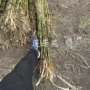 湿地承接绿化种植芦苇苗