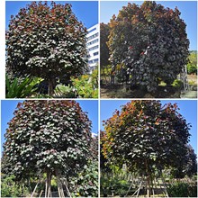 ϡ��ֲ�����~�S�� �����S誻������l