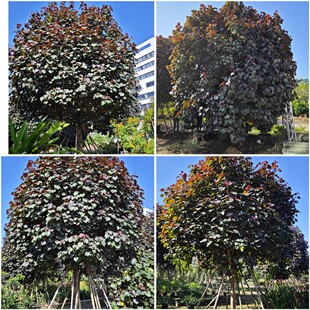 ϡ��ֲ�����~�S�� �����S誻������l