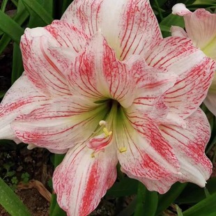 Free Shipping Boutique [Love Silk] Simple and Easy to Grow Florals in the Balcony and Courtyard